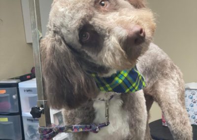 Dog grooming by American PineAcre Kennels in Muncie, IN.