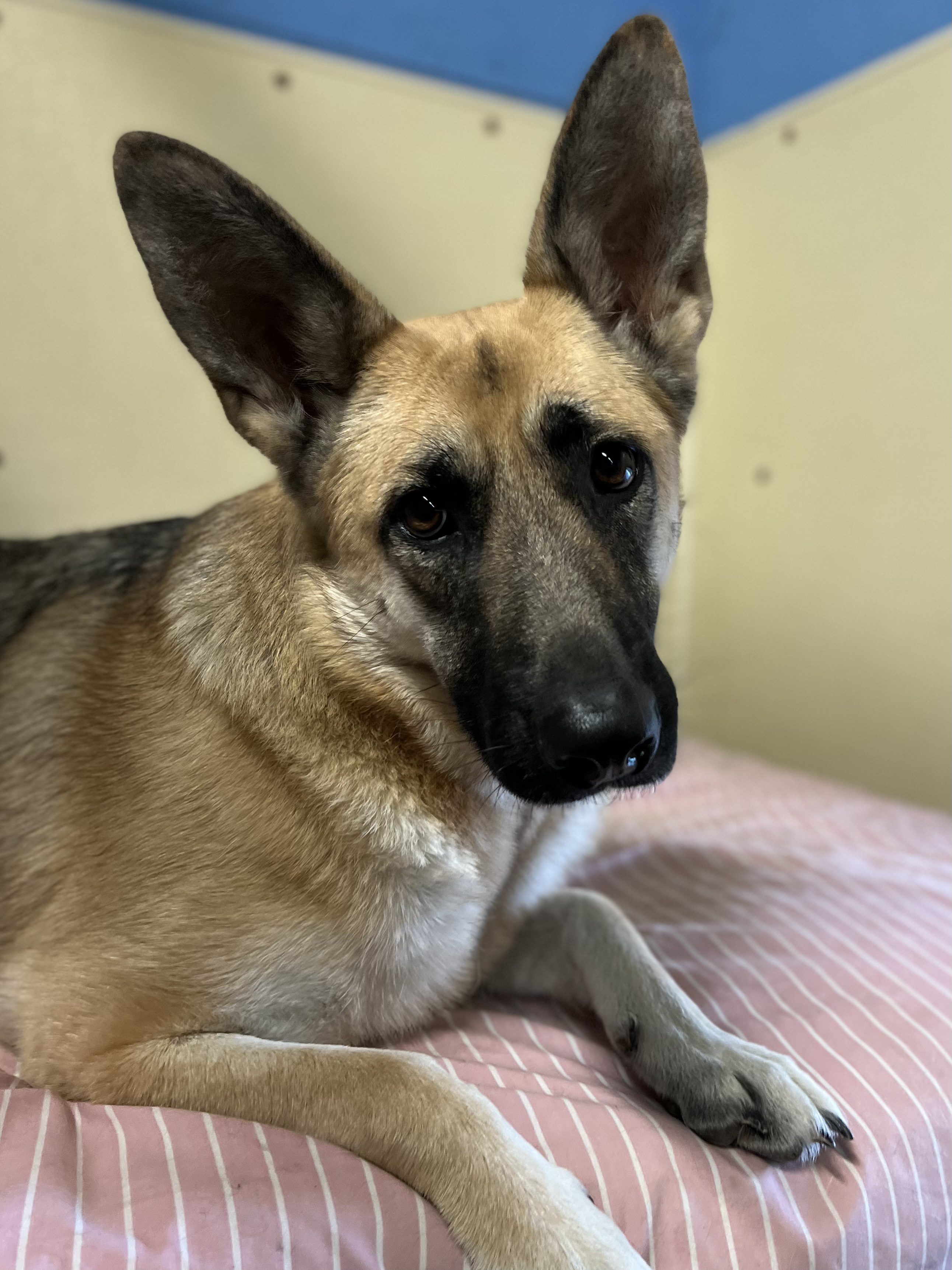 American boarding clearance kennels